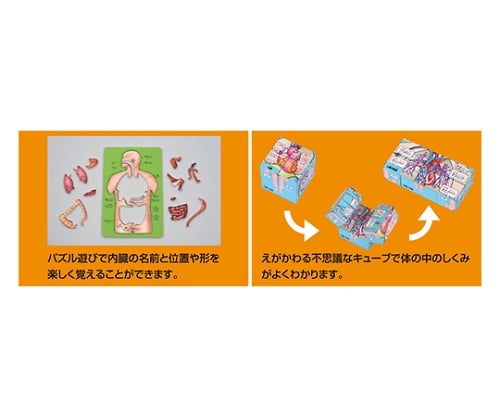 取扱を終了した商品です 人体キューブ パズルセット遊んで学べるからだのしくみ 61 6052 42 Axel アズワン 取扱を終了した商品です 人体キューブ パズルセット遊んで学べるからだのしくみ 61 6052 42 Axel アズワン