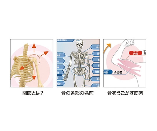 取扱を終了した商品です リアル人体骨格模型8セット ケース入 61 6059 63 Axel アズワン 取扱を終了した商品です リアル人体骨格模型8セット ケース入 61 6059 63 Axel アズワン