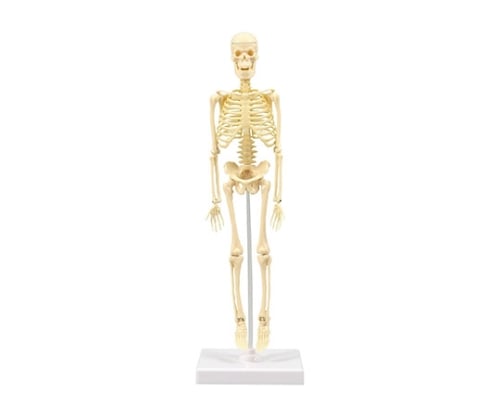 人体骨格模型 30cm 93608