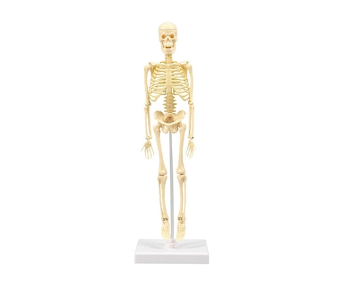 61-6062-45 人体骨格模型 30cm 93608 【AXEL】 アズワン