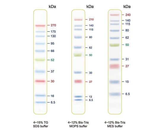 【冷凍】GeneDireX61-9703-37　BLUltra Prestained Protein Ladder　プロテインラダーマーカー　PM001-0500