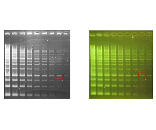【冷凍】GeneDireX61-9703-41　Novel Green Plus DNA染色試薬　LD003-0500