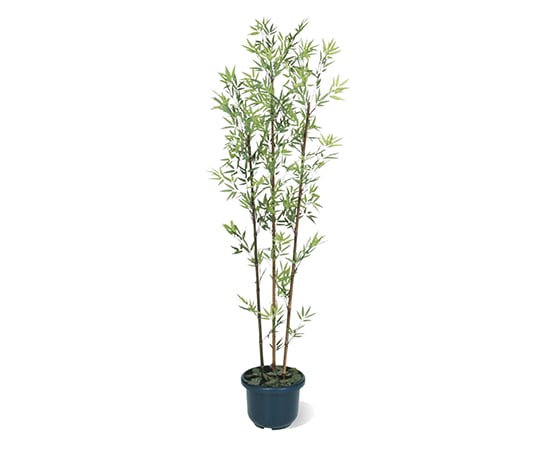 62 2356 10 黒竹3本立鉢付1 8mgd 21lh Axel アズワン 62 2356 10 黒竹3本立鉢付1 8mgd 21lh Axel アズワン