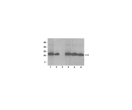 62-8368-57 AW30; 100 μL 04-790 アズワン Anti-dimethyl-Histone H3 Lys4 clone 新品好評