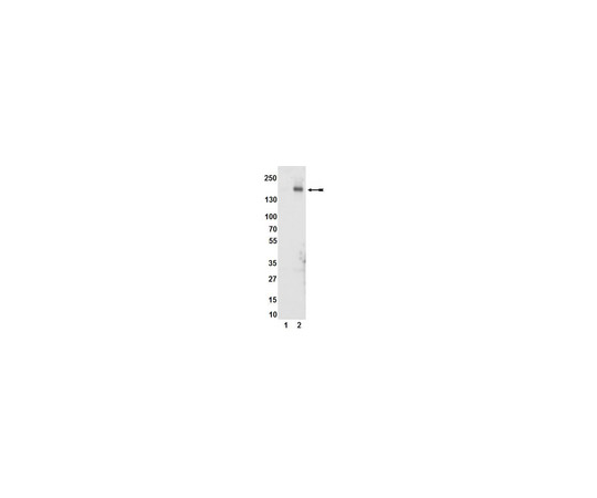 Anti-phospho-KDR/Flk-1/VEGFR2 (Tyr1054), clone D1W; 100 μL