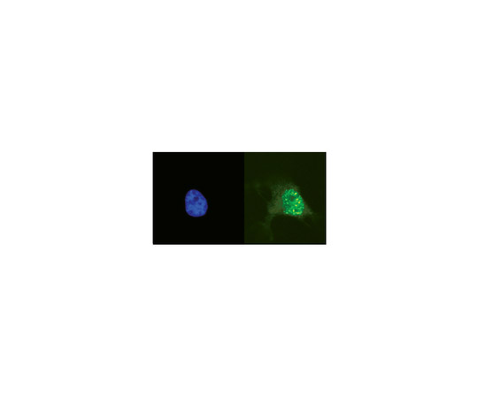 62-8372-13 Anti-phospho-Histone H2A.X Ser139 Antibody clone JBW301 05-636-I アズワン 新作格安