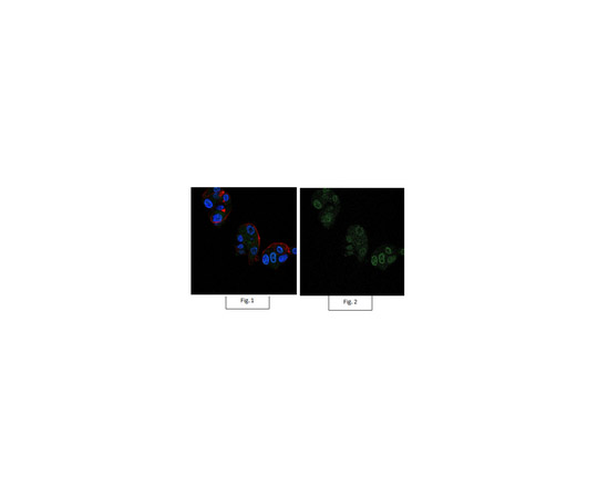 Anti-Bmi-1 Antibody, clone F6, Alexa Fluor（R） 488 05-637-AF488