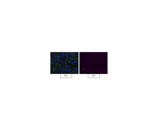 Anti-Bmi-1 Antibody, clone F6, Alexa Fluor（R） 647 05-637-AF647