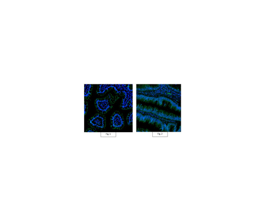 Anti-Active-β-Catenin Antibody, clone 8E7, Alexa Fluor(R) 488