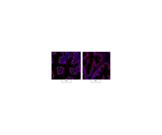 Anti-Active-β-Catenin Antibody, clone 8E7, Alexa Fluor(R) 555