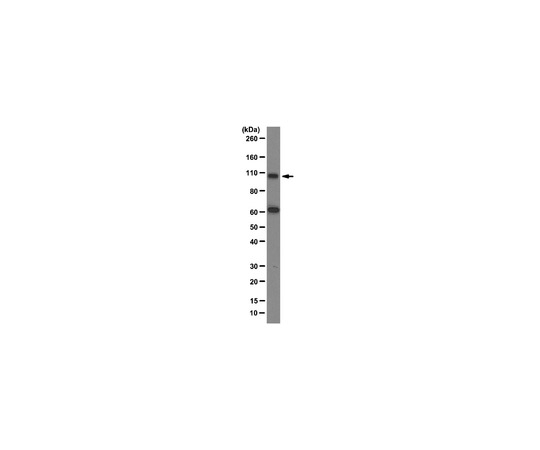 Anti-Gemin3, clone 12H12; 100 μg