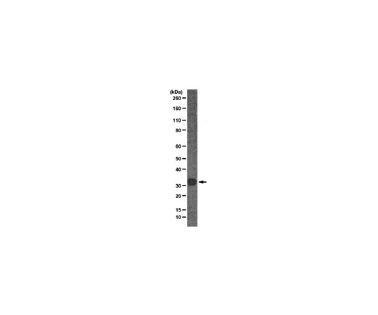 Anti-Gemin2, clone 2E17; 100 μg