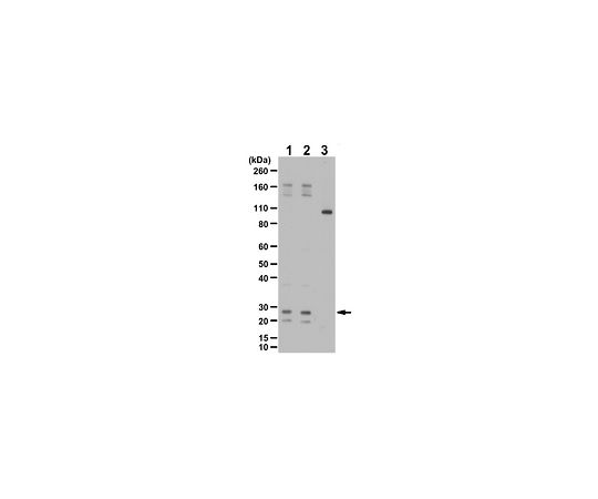 Anti-phospho-RalA Antibody (Ser194)