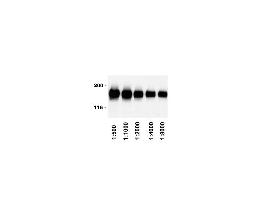 Rabbit anti-Sheep IgG, HRP conjugate; 500 μg