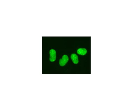 LentiBrite(TM) GFP-HMGB1 Lentiviral Biosensor