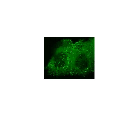 LentiBrite(TM) Paxillin-GFP Lentiviral Biosensor