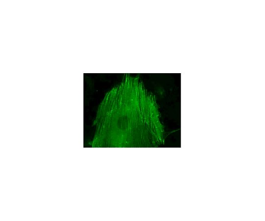 LentiBrite(TM) α-actinin-GFP Lentiviral Biosensor