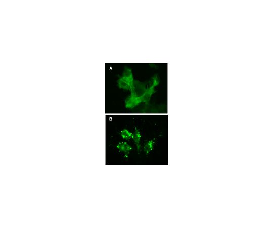 LentiBrite(TM) GFP-β-actin Lentiviral Biosensor