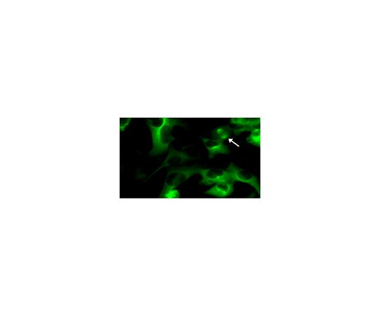 LentiBrite(TM) GFP-Tubulin Lentiviral Biosensor