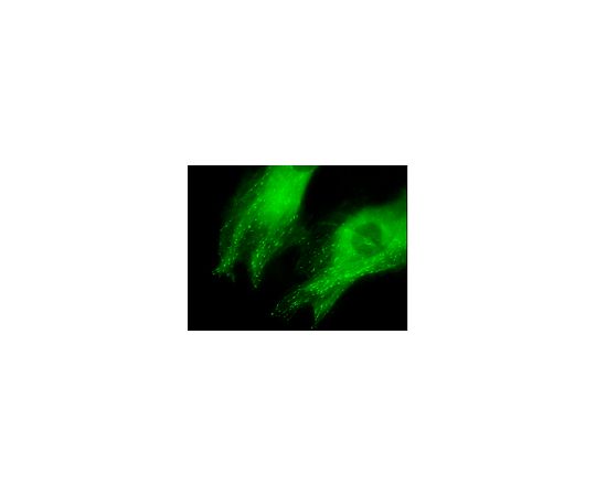 LentiBrite(TM) EB3-GFP Lentiviral Biosensr