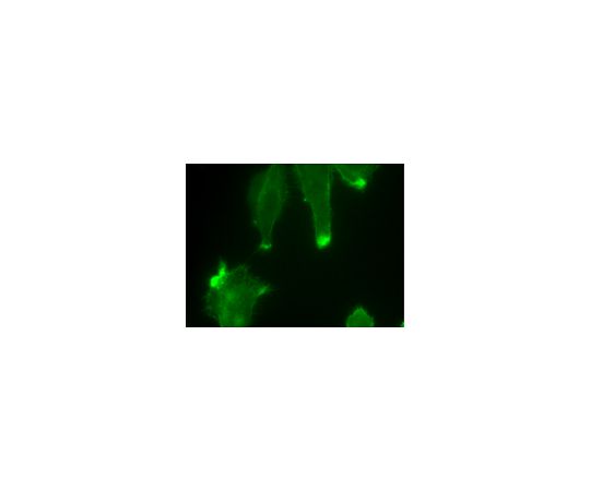 LentiBrite(TM) GFP-Cortactin Lentiviral Biosensor