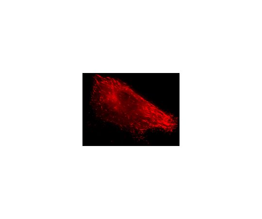 LentiBrite(TM) EB3-RFP Lentiviral Biosensor