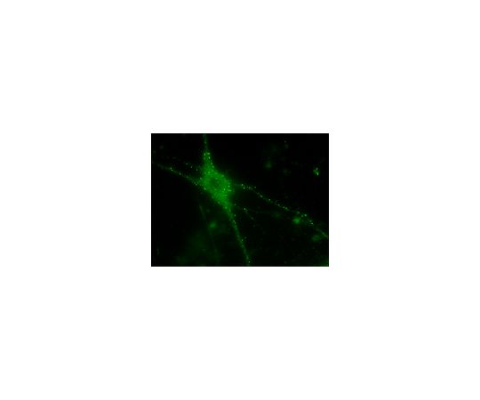 LentiBrite(TM) PSD95-TagGFP LentiviralBiosensor