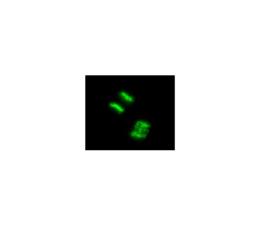 LentiBrite(TM) Histone H2B-GFP Lentivira lBiosensor