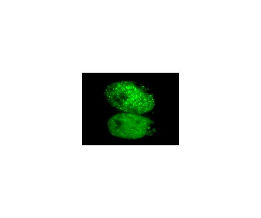 LentiBrite(TM) GFP-Rad51 Lentiviral Biosensor