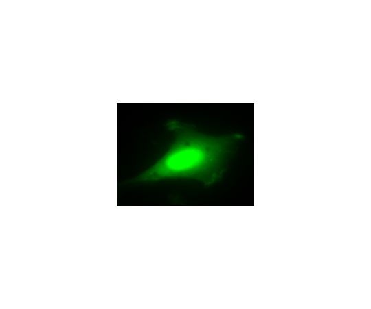 LentiBrite(TM) GFP Control Lentiviral Biosensor