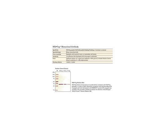 HSV・Tag（R） Monoclonal Antibody 69171-3