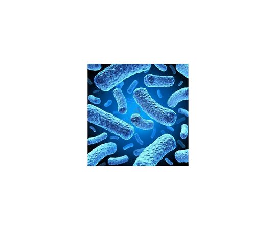 NovaBlue（DE3） Competent Cells 69284-3
