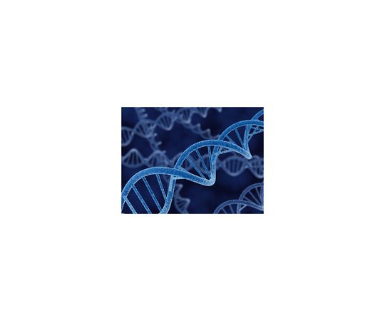 pET-24a(+) DNA