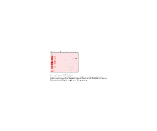 RedAlert(TM) 10X Western Blot Stain