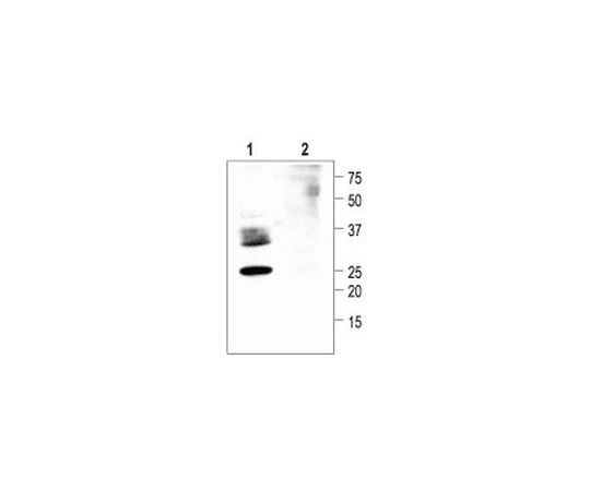 Anti-Aquaporin 2 (254-271) Rabbit Polyclonal Antibody