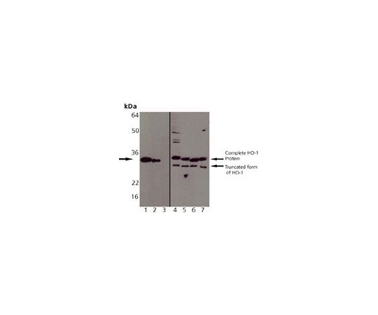 Anti-Heme Oxygenase-1 (1-30) Rabbit pAb