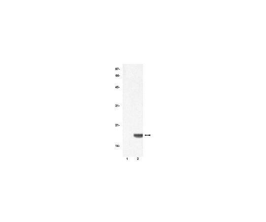 Anti-Histone H3, Acetylated (1-20) Rabbit pAb