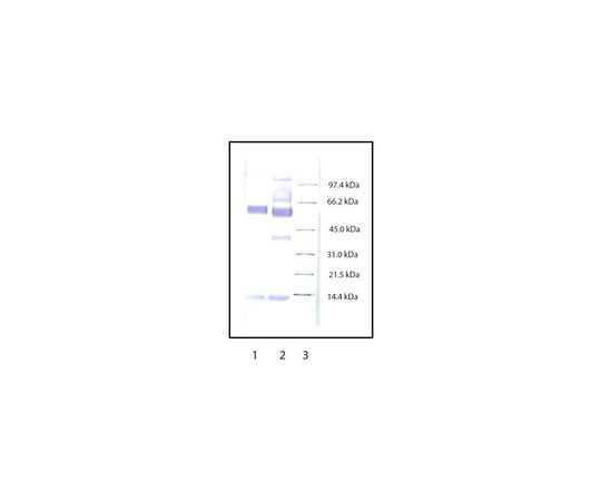 Anti-Myeloperoxidase Rabbit pAb