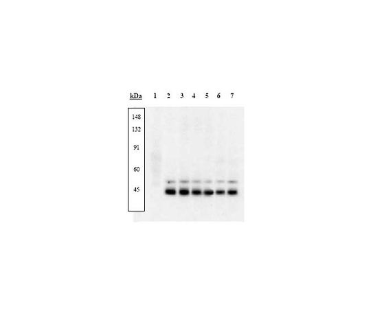PhosphoDetect(TM) Anti-p38 MAP Kinase (pThr180, pTyr182) Rabbit pAb