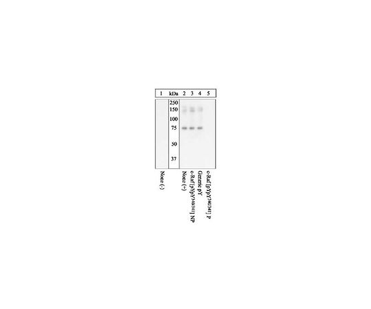 PhosphoDetect(TM) Anti-c-Raf (pTyr340, Tyr341) Rabbit pAb