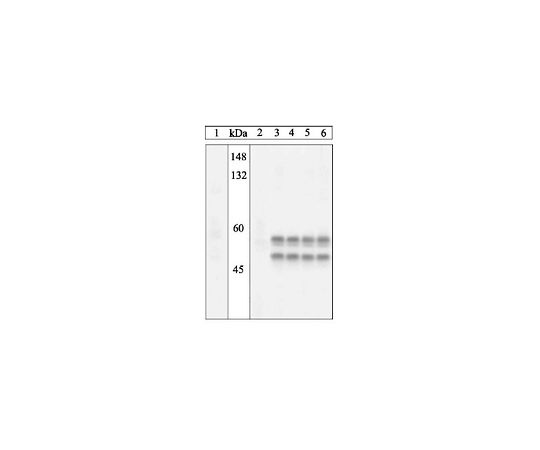 PhosphoDetect(TM) Anti-SAPK/JNK (pThr183, Tyr185) Rabbit pAb