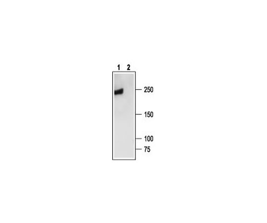 Anti-CaV2.2 (851-867) Rabbit Polyclonal Antibody