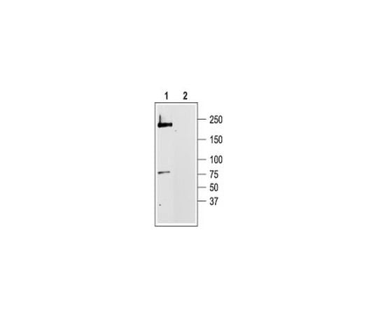 Anti-CaV1.2 (818-835) Rabbit Polyclonal Antibody