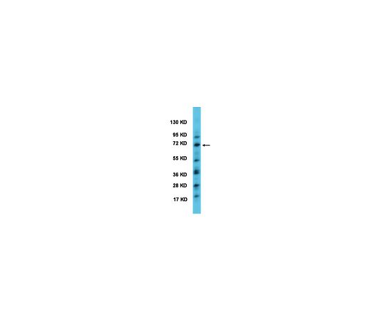 Anti-BMAL1; 50 μL AB2204