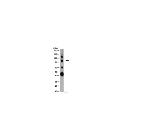 Anti-GABA B Receptor R1; 50 μL
