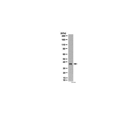 Anti-ATG3; 100 μg AB2953