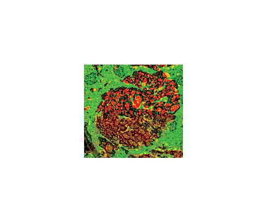62-8448-96 Anti-Glutamate (No Glutaraldehyde); 2000 assays AB5018