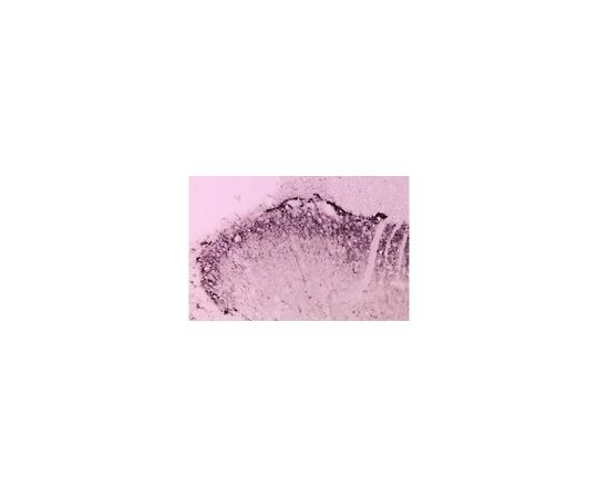 Anti-Brain Derived Neurotrophic Factor, pro; pro BDNF; 20 μg