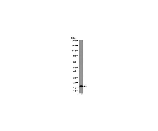 Anti-Mitochondrial fission 1 protein (Fis1); 100 μg