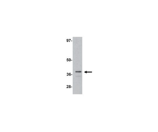 62-8458-96 Anti-ZIP-1 Antibody ABC849 アズワン 安い正規店